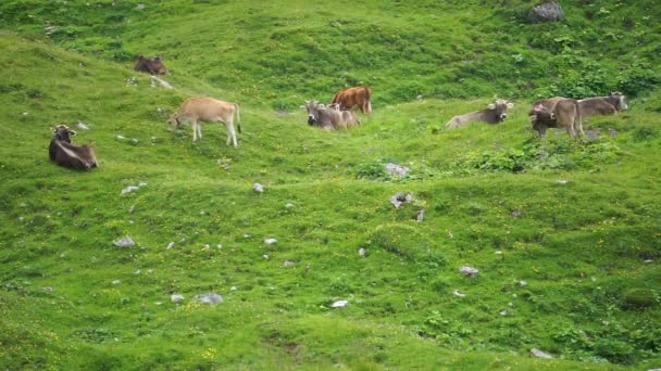 Les Vaches Paissent Dans Les Montagnes Autrichiennes — Video