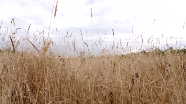 Dreibeinschuss Von Grasland Das Von Dürre Betroffen Ist — Stockvideo