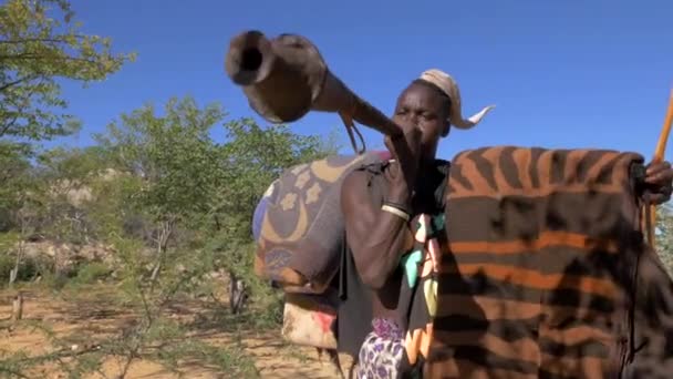 Afrikai trombitás Észak-Namíbiában egy faluban, opuwo namíbia közelében.