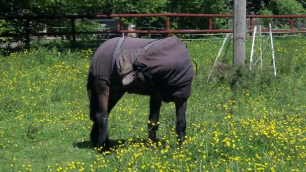 Cavallo Con Foglio Antimosca Campo Ranuncoli Che Grattano — Video Stock