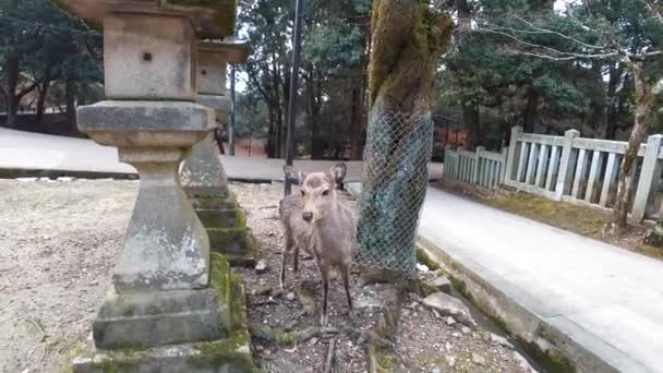 野生の鹿がクラッカーのためにおじぎをする奈良日本 — ストック動画