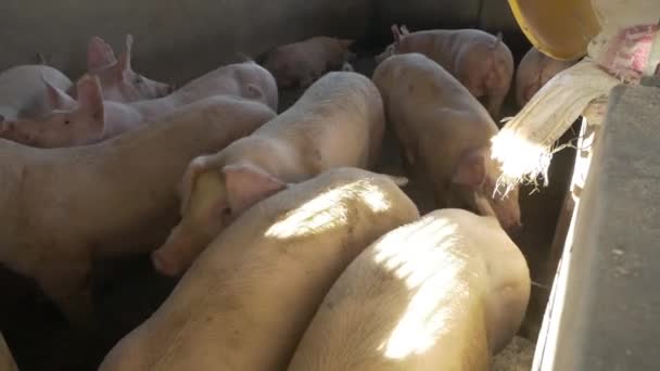 Ferkel Schweinestall Herumlaufen — Stockvideo
