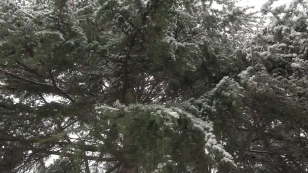 Aosta Vadisinde Karla Kaplı Ağaçlar — Stok video