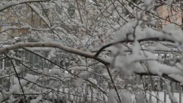 Nieve Árbol Aosta — Vídeos de Stock