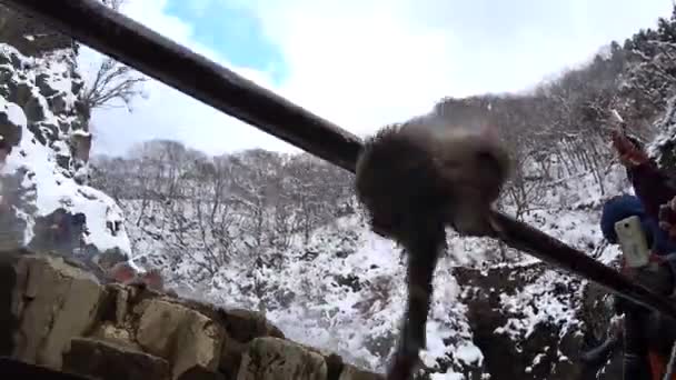 Baby Snow Monkey Nagano Japan Jigokudani Monkey Park Climbing Rails — Stock Video