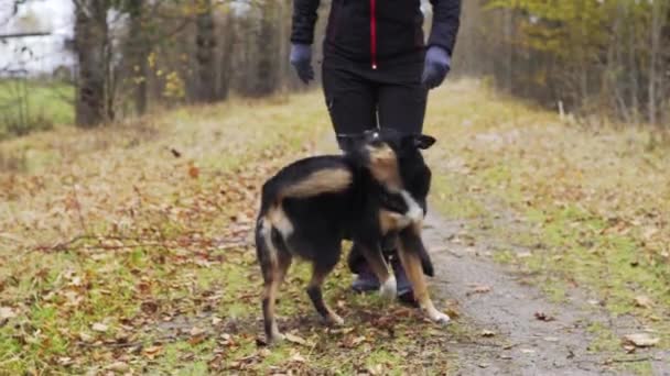 Pies Krążący Przed Osobą — Wideo stockowe