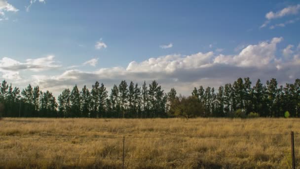 Timelapse Gospodarstwie Trawą Drzew Żółtych Pastwisk Widoczne Okresie Zimowym — Wideo stockowe