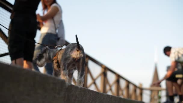 Oamenii Distrează Într Cadru Social Lângă Căile Navigabile Frumoase Din — Videoclip de stoc