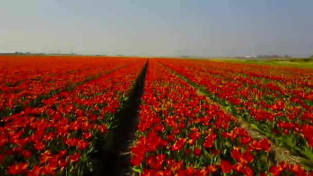 Arial Footage Van Oranje Tulpen Nederland — Stockvideo