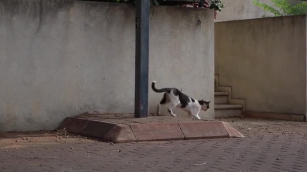 Cat Street Urban — Stock Video