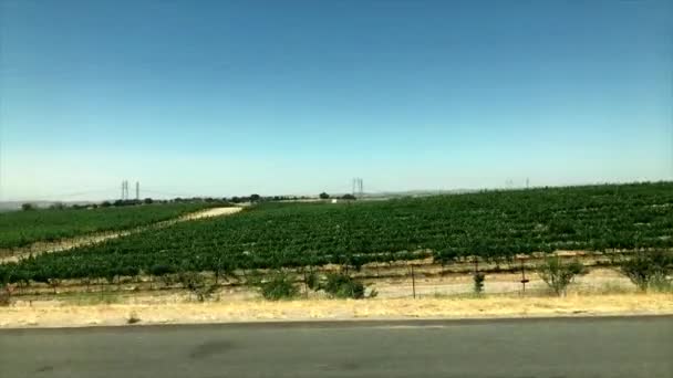 Colinas Rolantes Com Vinhas Câmera Lenta — Vídeo de Stock