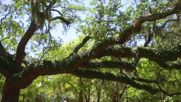 フロリダ州パナマビーチに位置する旧エントリー オークの木 — ストック動画