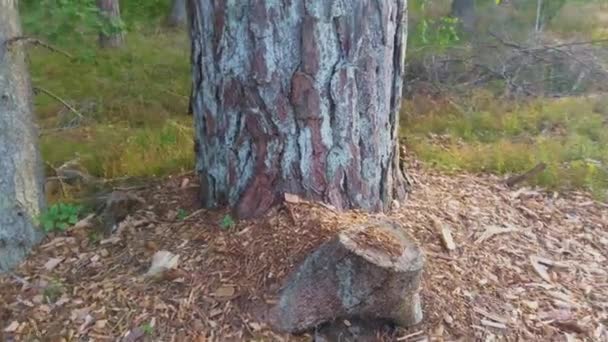 Panorering Från Träd Till Sol Skog — Stockvideo