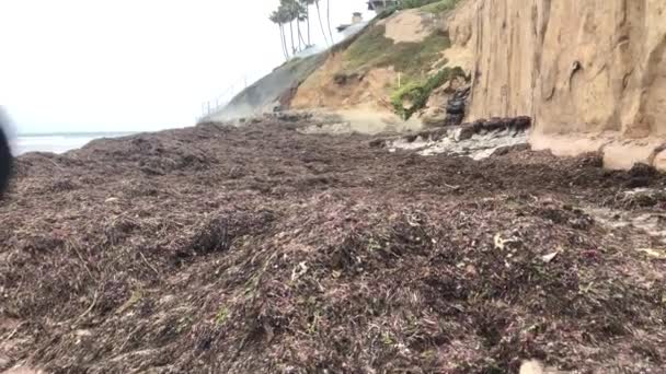 Utsikten Från Stranden Alla Tång Som Spolades Upp Stranden — Stockvideo