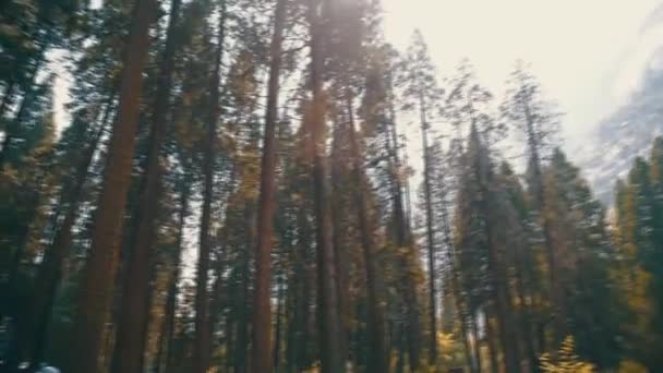 Moving Shot Forest Yosemite — Stock Video