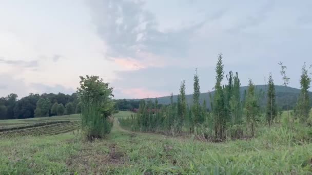 Zeitraffer Eines Juli Sonnenuntergangs Auf Einer Baumfarm Middle Tennessee — Stockvideo