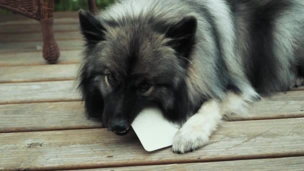 Keeshond Rawhide Kartını Çiğniyor — Stok video