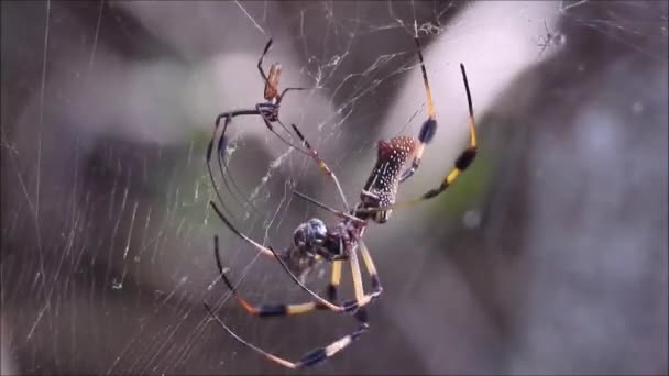 Een Verzameling Spinnen Een Web Opgenomen Clearwater — Stockvideo