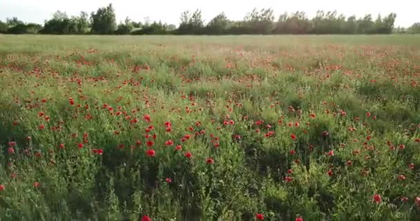 Aéreo Sobre Prado Papoula Dia Ventoso Pôr Sol — Vídeo de Stock