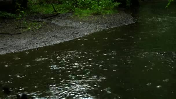 Gocce Pioggia Sulla Pozzanghera Nella Foresta Pluviale — Video Stock