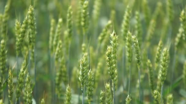 Rüzgarda Esen Buğday Çimi — Stok video
