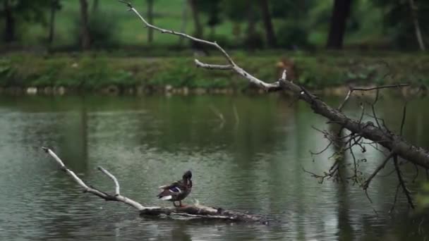 Ente Sitzt Auf Holz Auf Einem See — Stockvideo