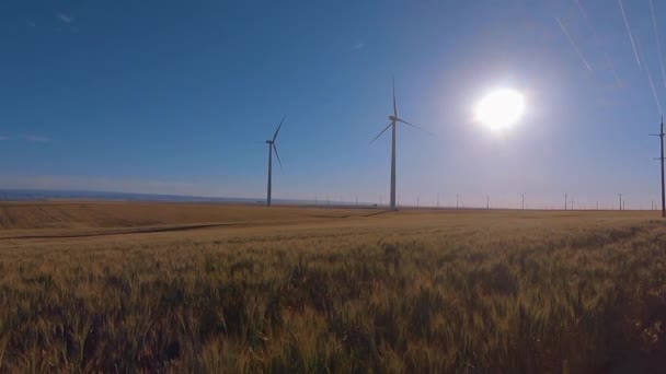 オレゴン州の小麦畑の青空 — ストック動画