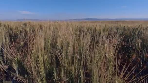 Зеленое Пшеничное Поле Голубым Небом Орегоне — стоковое видео