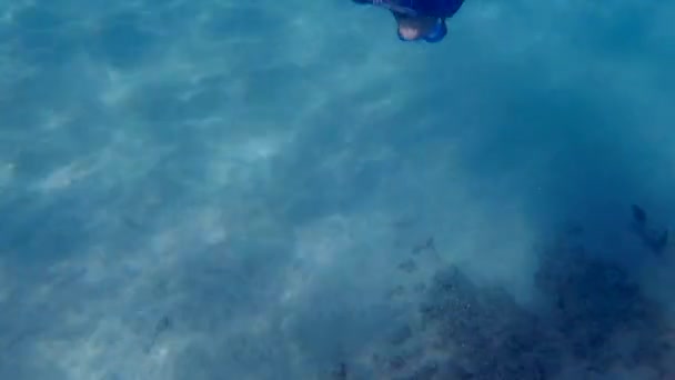 Junge Taucht Beim Snokeln Und Spielen Unter Wasser Auf Maui — Stockvideo