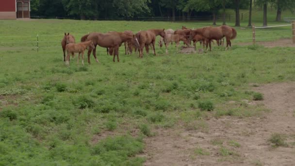 Drone Πιέζει Προς Άλογα Και Μικρά Άλογα Βόσκησης Ένα Βοσκότοπο — Αρχείο Βίντεο