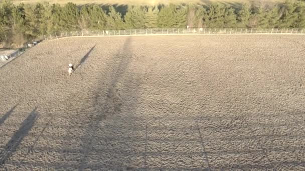 一名骑师骑着一匹漂亮的白马在竞技场上奔跑的空中录像 无人机画面 — 图库视频影像