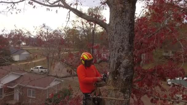 Alpinista Árvores Cortando Árvores Para Cliente — Vídeo de Stock