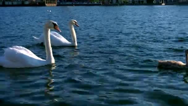 Cisnes Nadando Danúbio — Vídeo de Stock