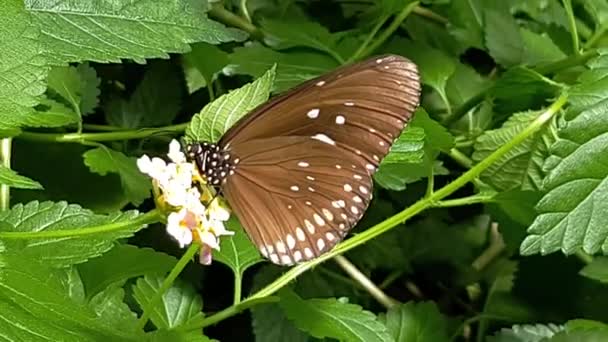 Schöner Brauner Schmetterling Sitzt Auf Weißer Blume Einem Tropischen Garten — Stockvideo