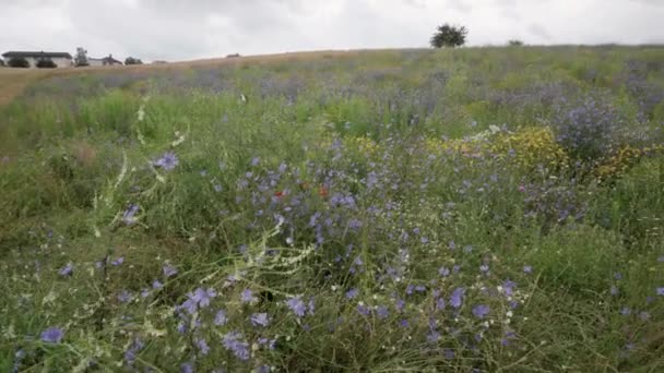 Landscape Rain Field Wildflowers Corn Crops Pan Low High Angle — Stock Video