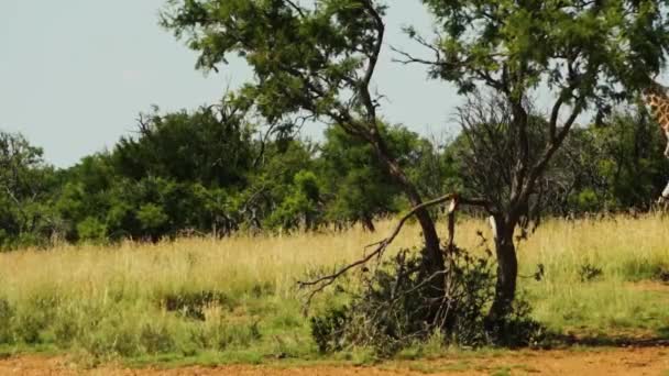 Giraffe Wandelen Afrikaans Wild Tussen Bomen Breed Uitzicht — Stockvideo