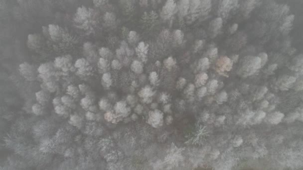 Donmuş Çam Ağaçlarının Hemen Üstünde Donmuş Orman Sviçre Nin Hava — Stok video