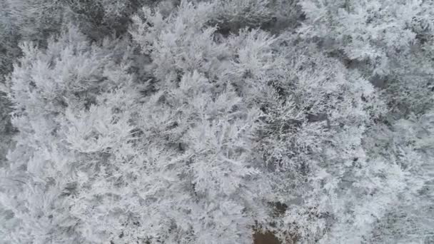 얼어붙은 소나무 위에서 휴게소에서 내리는 얼어붙은 공중에서 촬영했습니다 — 비디오