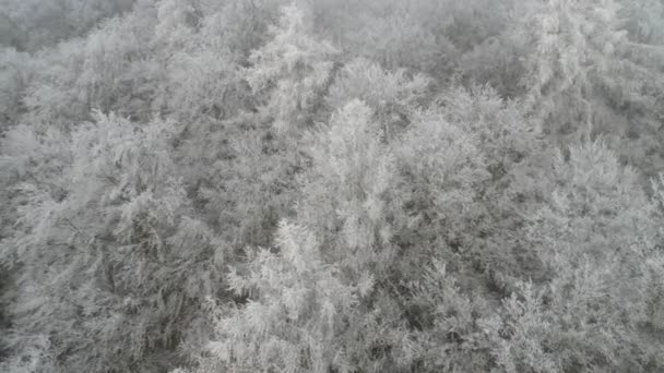 얼어붙은 소나무의 전환을 눈덮인 소나무 — 비디오