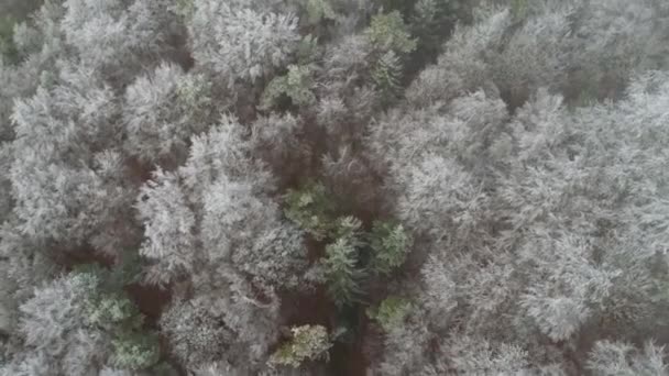 Tiro Apertura Aérea Pinos Congelados Durante Invierno Bosque Congelado Nevado — Vídeos de Stock