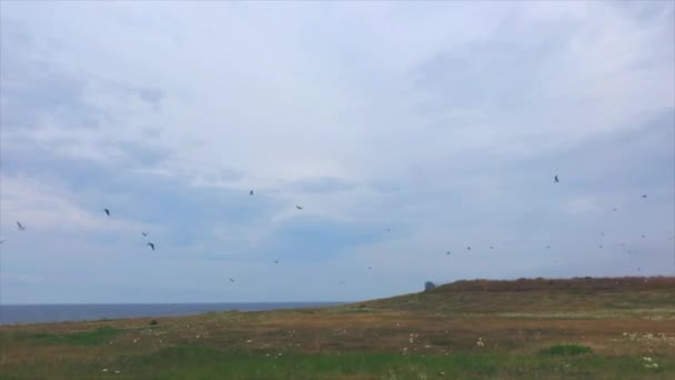 Oiseaux Volant Ralenti Sur Falaise Océanique — Video