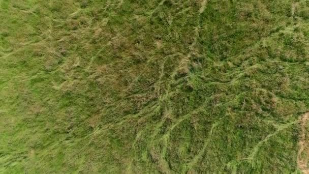 Topdown Birdseye Rastreamento Aéreo Para Frente Sobre Campo Gramado Verde — Vídeo de Stock