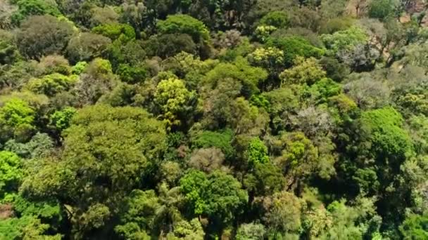 Vista Aérea Voando Através Uma Bela Floresta Plantação Café Filmado — Vídeo de Stock