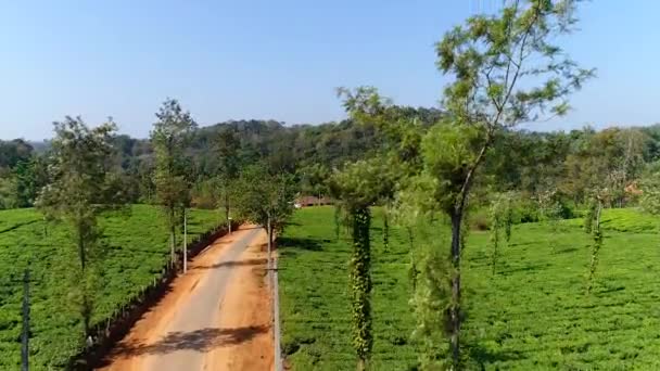 Вид Воздуха Чайные Поля Лес Кофейную Плантацию Снятый Дроном Индии — стоковое видео