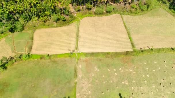 印度卡纳塔克邦无人驾驶飞机拍摄的朝森林飞去的稻田空中照片 — 图库视频影像