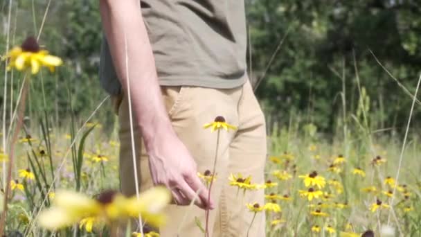 Jovem Segura Deixa Uma Flor Selvagem Que Semelhante Girassol — Vídeo de Stock