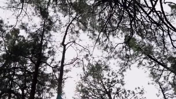 ニューメキシコ州サンタフェでの晴れた日の木の捕獲 — ストック動画