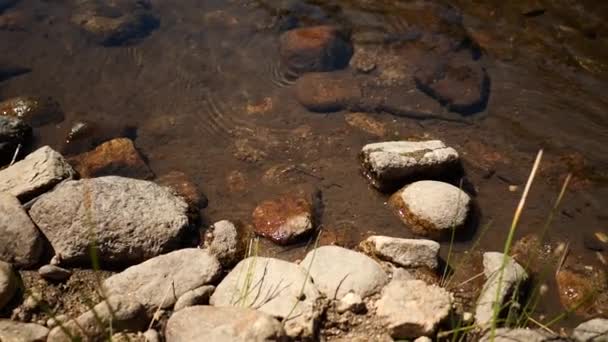 Pflanzen Zeitlupe Großen Idaho Outdoor Unten Einem Fluss — Stockvideo