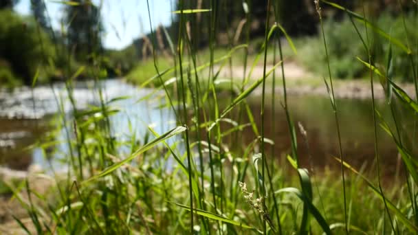 Planter Sakte Film Den Store Idaho Utendørs Ved Elv – stockvideo