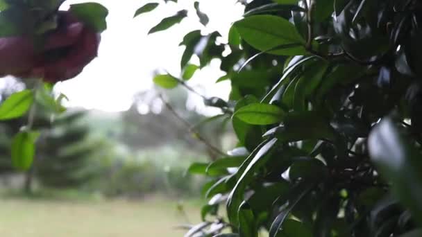 Bulutlu Bir Günde Bahçe Makası Ile Çit Buduyor Kadın Bahçıvan — Stok video